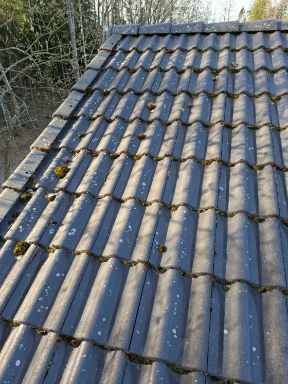 Sammalta tiilikaton pinnalla — sammal kiinnittyy tiilien väleihin ja huokosiin